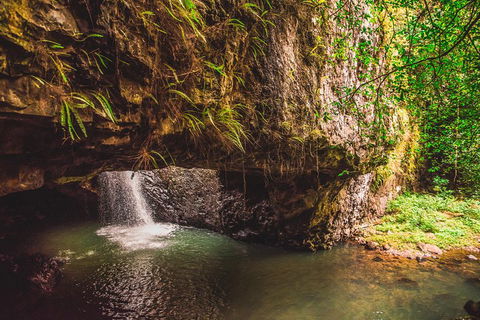 Full-day Springbrook National Park Tour From The Gold Coast - Accommodation Mermaid Beach 4