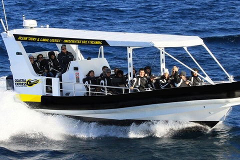 Mooloolaba Whale Watching Tour - Accommodation Mermaid Beach 0