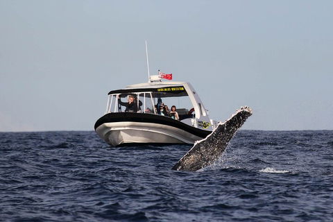 Mooloolaba Whale Watching Tour - Accommodation Mermaid Beach 2