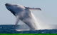 Mooloolaba Whale Watching Tour - thumb 3