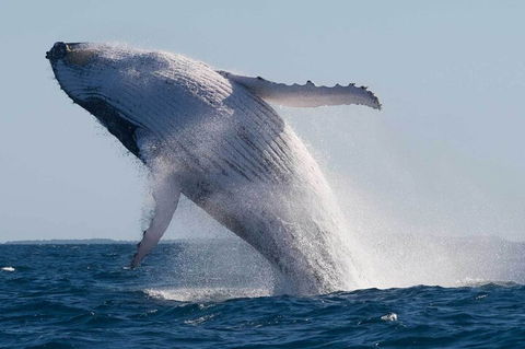 Mooloolaba Whale Watching Tour - Accommodation Mermaid Beach 3