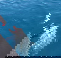 Noosa Wild Dolphin Safari - Accommodation Mermaid Beach