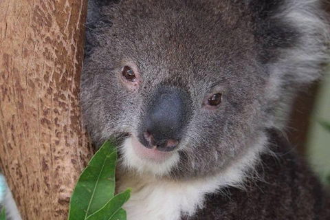 All Inclusive Blue Mountains Small-Group Day Trip From Sydney - Accommodation Mermaid Beach 1