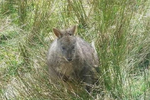 Leven Canyon Day Trip Including Wings Wildlife Park Or Gunns Plains Caves - Accommodation Mermaid Beach 3