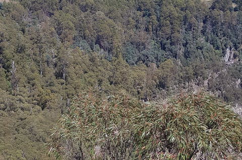 Leven Canyon Day Trip Including Wings Wildlife Park Or Gunns Plains Caves - Accommodation Mermaid Beach 4