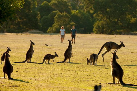 Grampians National Park Small-Group Eco Tour From Melbourne - Accommodation Mermaid Beach 4