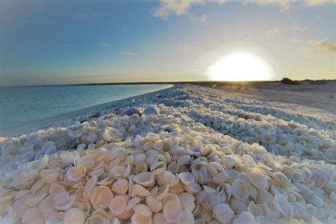 Monkey Mia Dolphins & Shark Bay Air Tour From Perth - Accommodation Mermaid Beach 3