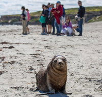 Kangaroo Island in a Day Tour from Adelaide - Accommodation Mermaid Beach