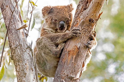 Wild Australian Wildlife 4WD Tour From Sydney - Accommodation Mermaid Beach 1
