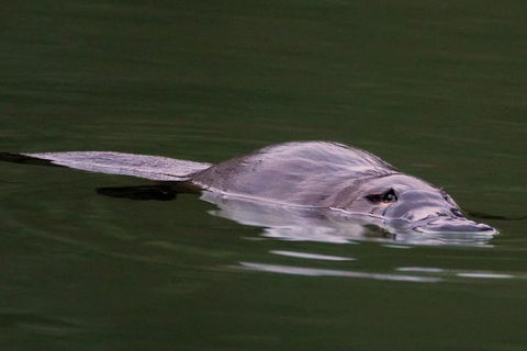 Wild Australian Wildlife 4WD Tour From Sydney - Accommodation Mermaid Beach 2