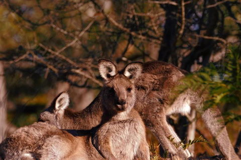 Wild Australian Wildlife 4WD Tour From Sydney - Accommodation Mermaid Beach 3