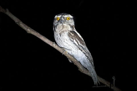 Wild Australian Wildlife 4WD Tour From Sydney - Accommodation Mermaid Beach 4