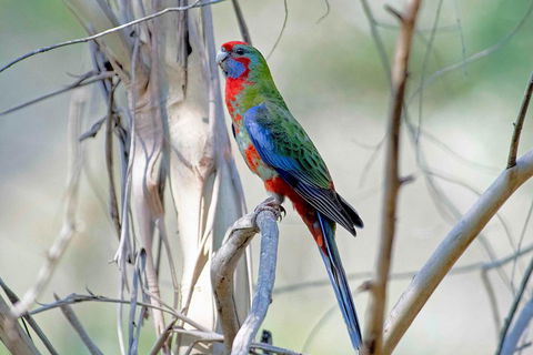 Wild Australian Wildlife 4WD Tour From Sydney - Accommodation Mermaid Beach 5