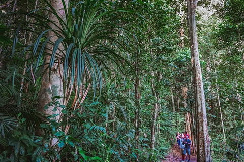 Atherton Tablelands Rain Forest By Night From Cairns - Accommodation Mermaid Beach 0