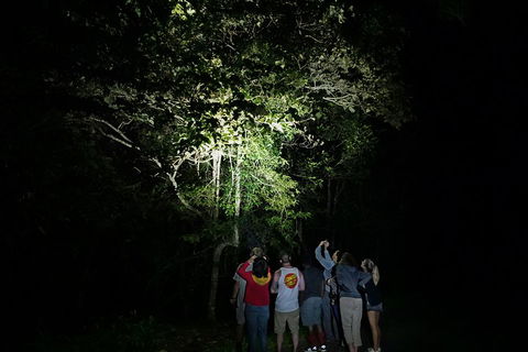 Atherton Tablelands Rain Forest By Night From Cairns - Accommodation Mermaid Beach 2