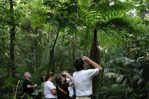 Atherton Tablelands Rain Forest By Night From Cairns - Accommodation Mermaid Beach 3