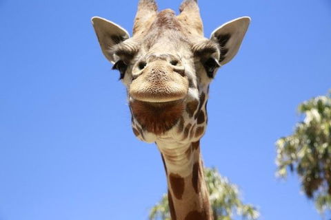 Melbourne Zoo General Entry Ticket - Accommodation Mermaid Beach 2