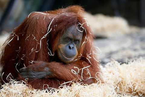 Melbourne Zoo General Entry Ticket - Accommodation Mermaid Beach 3