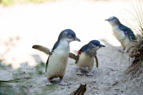 Melbourne Zoo General Entry Ticket - Accommodation Mermaid Beach 5