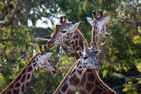 Werribee Open Range Zoo General Admission Ticket - Accommodation Mermaid Beach 0