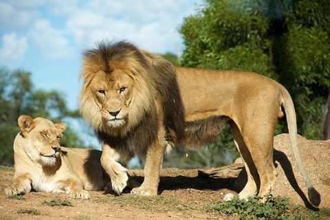 Werribee Open Range Zoo General Admission Ticket - Accommodation Mermaid Beach 1