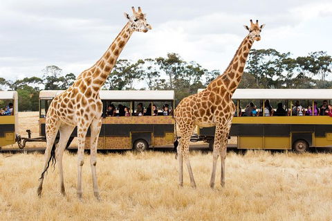 Werribee Open Range Zoo General Admission Ticket - Accommodation Mermaid Beach 2