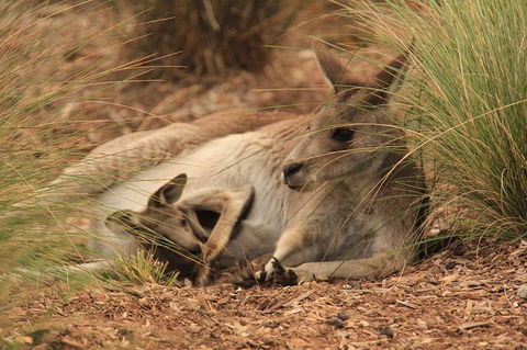 Werribee Open Range Zoo General Admission Ticket - Accommodation Mermaid Beach 3
