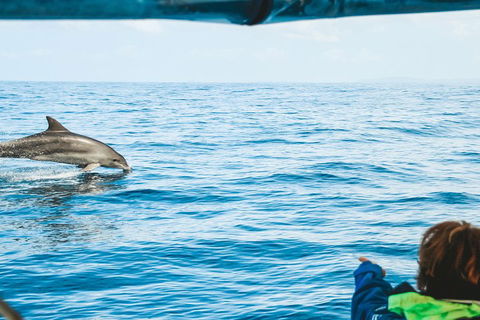 Cruise With Dolphins In Byron Bay - Accommodation Mermaid Beach 0