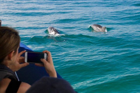 Cruise With Dolphins In Byron Bay - Accommodation Mermaid Beach 1