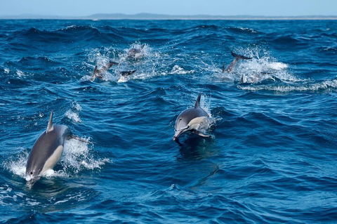 Cruise With Dolphins In Byron Bay - Accommodation Mermaid Beach 2