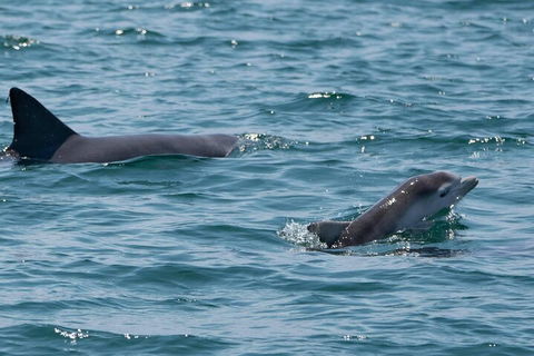 Cruise With Dolphins In Byron Bay - Accommodation Mermaid Beach 5