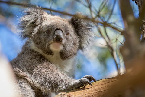 Phillip Island Penguin And Koala Highlights Day-Trip From Melbourne - Accommodation Mermaid Beach 2