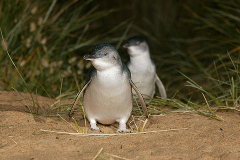 Phillip Island Penguin And Koala Highlights Day-Trip From Melbourne - Accommodation Mermaid Beach 3