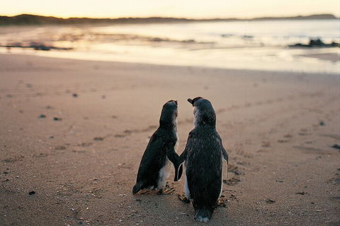 Phillip Island Penguin And Koala Highlights Day-Trip From Melbourne - Accommodation Mermaid Beach 4
