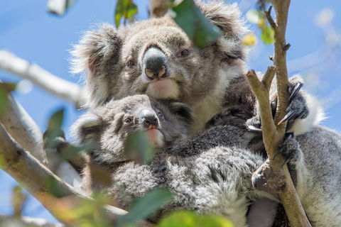 3-Day Adelaide To Melbourne Overland Trip Through Grampians And Great Ocean Road - Accommodation Mermaid Beach 3