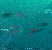 40-45 Minute Port Stephens and Stockton Beach Helicopter Flight - For 2 - Accommodation Mermaid Beach