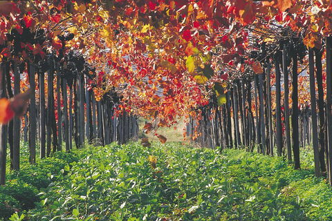 Margaret River Private Tour - Accommodation Mermaid Beach 0