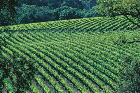 Margaret River Private Tour - Accommodation Mermaid Beach 4