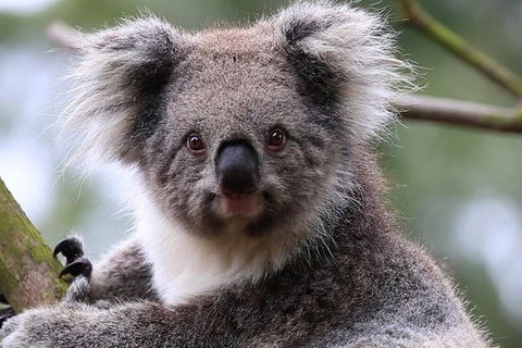 Melbourne's Jewish Scene - Accommodation Mermaid Beach 1