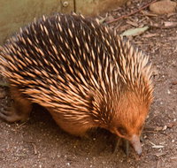 Puffing Billy And Healesville Sanctuary Scenic Tour - Accommodation Mermaid Beach