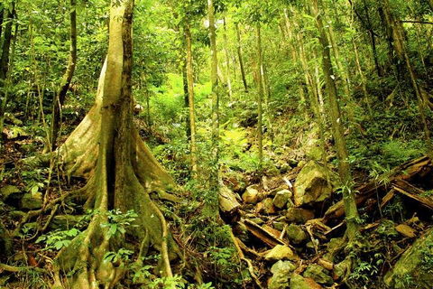 Barron Gorge And Kuranda National Park Half Day Rainforest And Waterfall 4WD Tour From Cairns - Accommodation Mermaid Beach 4