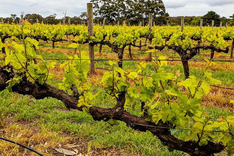 Margaret River Indulge And Discover Day Tour - Accommodation Mermaid Beach 5
