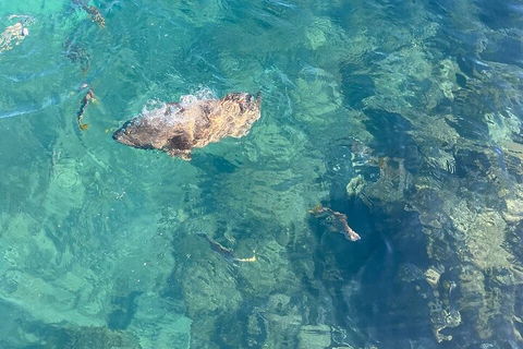 Aquascene Magnetic Island Discovery Tour - Accommodation Mermaid Beach 1