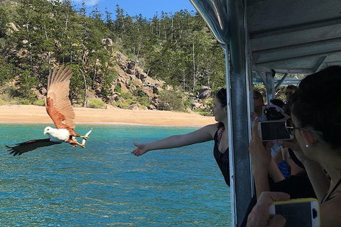 Aquascene Magnetic Island Discovery Tour - Accommodation Mermaid Beach 2