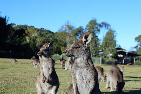 Royal National Park Tour - Accommodation Mermaid Beach 2