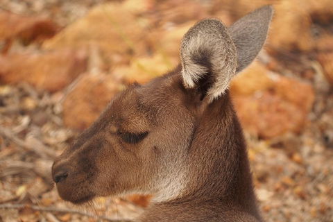 Australian Animals, Seascape And Sunset Photography Tour - Accommodation Mermaid Beach 0