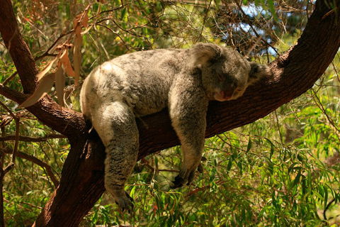 Australian Animals, Seascape And Sunset Photography Tour - Accommodation Mermaid Beach 1