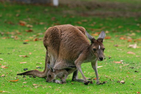 Australian Animals, Seascape And Sunset Photography Tour - Accommodation Mermaid Beach 2