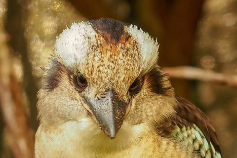 Australian Animals, Seascape And Sunset Photography Tour - Accommodation Mermaid Beach 3