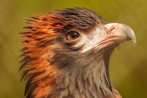 Australian Animals, Seascape And Sunset Photography Tour - Accommodation Mermaid Beach 4
